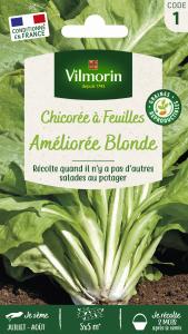 Chicorée à Feuilles Améliorée Blonde